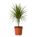 Drachenbaum (Dracaena) | Zimmerpflanze ca. 40-50 cm