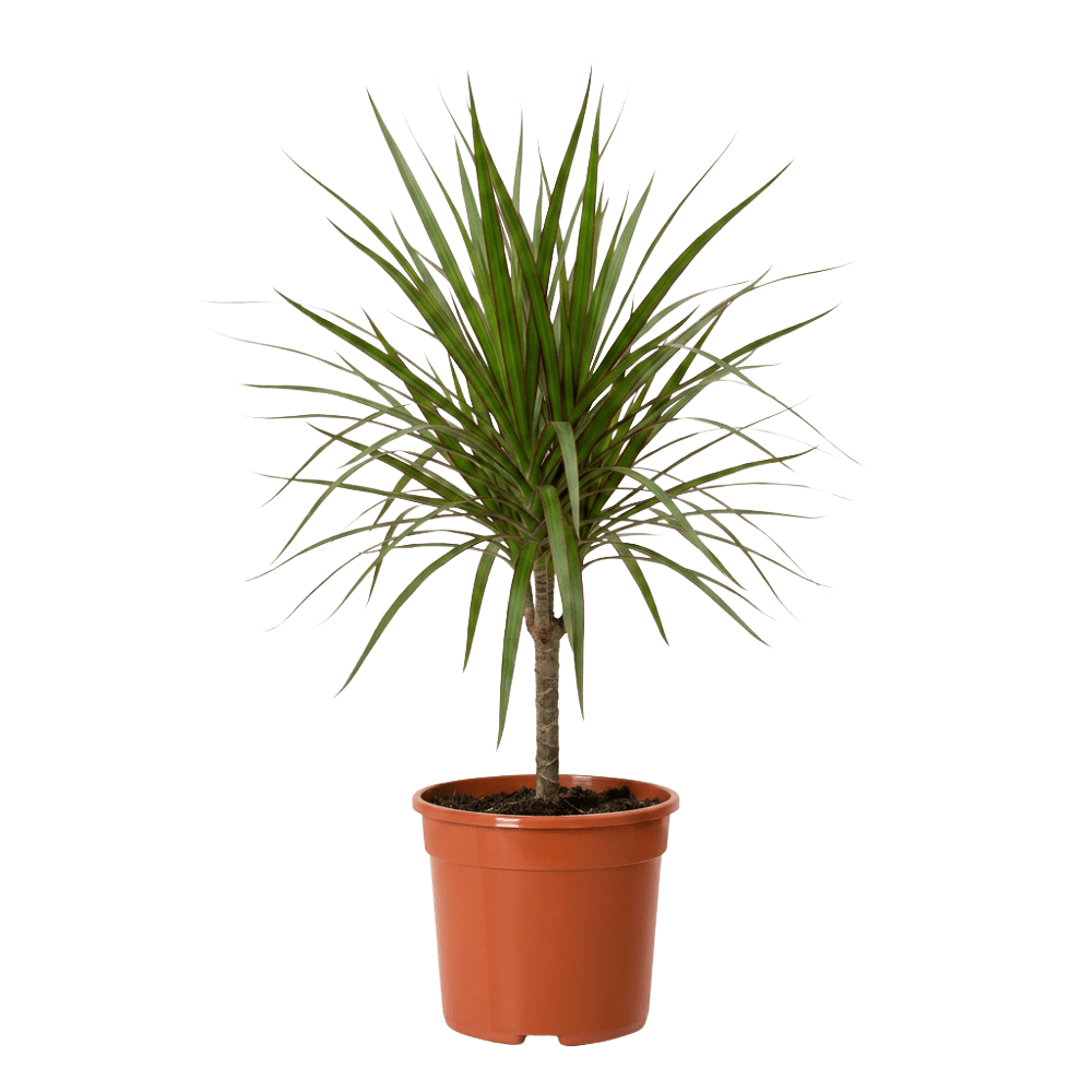 Drachenbaum (Dracaena) | Zimmerpflanze ca. 40-50 cm