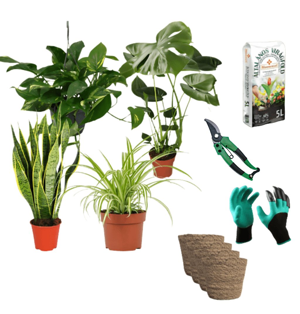 Einsteiger-Set „Pflegeleicht“ | 4 Zimmerpflanzen + Zubehör | ca. 30-60 cm | Ø 12-15 cm Topf