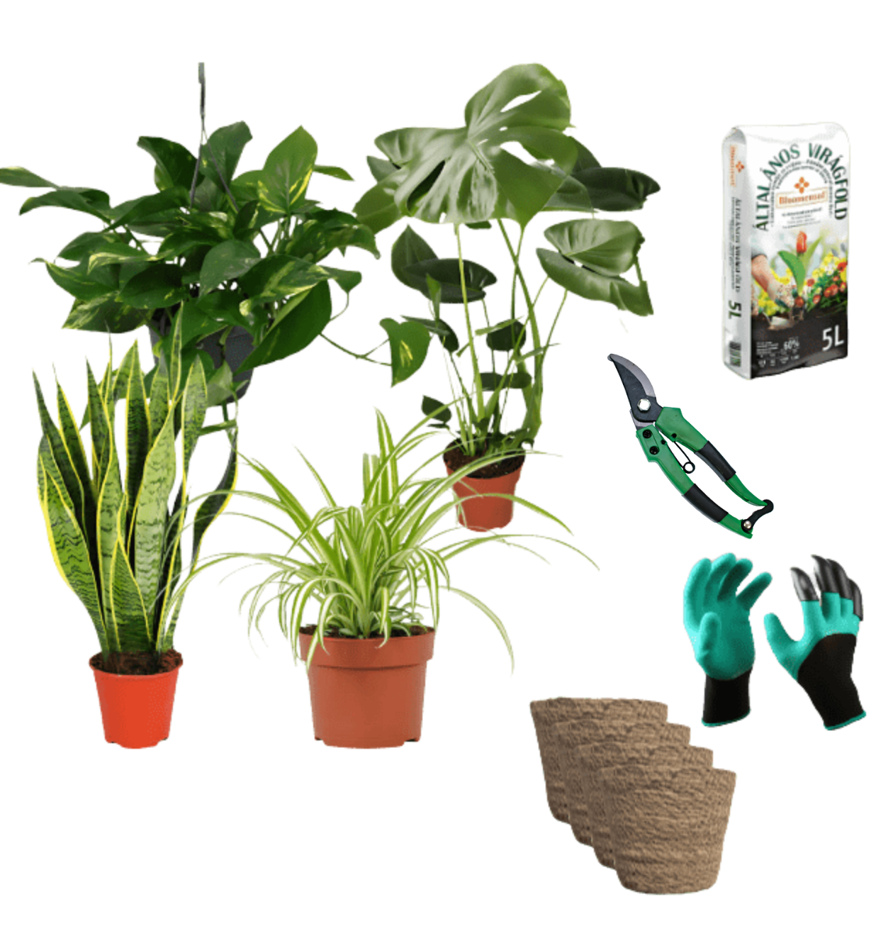 Einsteiger-Set „Pflegeleicht“ | 4 Zimmerpflanzen + Zubehör | ca. 30-60 cm | Ø 12-15 cm Topf