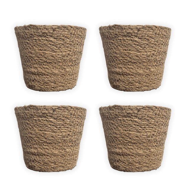 Einsteiger-Set „Pflegeleicht“ | 4 Zimmerpflanzen + Zubehör | ca. 30-60 cm | Ø 12-15 cm Topf