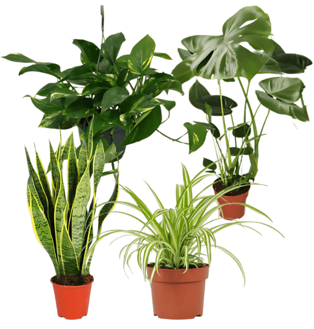 Einsteiger-Set „Pflegeleicht“ | 4 Zimmerpflanzen + Zubehör | ca. 30-60 cm | Ø 12-15 cm Topf